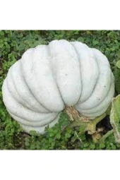 Kestane Kabağı Tohumu 5 Adet thumbnail 1