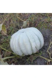 Kestane Kabağı Tohumu 5 Adet thumbnail 2