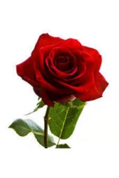 Kırmızı Gül Tohumu 15 adet thumbnail 2