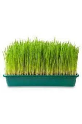 500 Adet Buğday Çimi Tohumu thumbnail 1