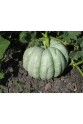 Kestane Kabağı Tohumu 5 Adet thumbnail 3