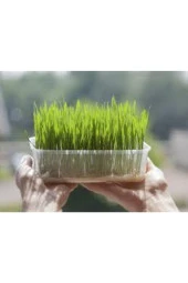 500 Adet Buğday Çimi Tohumu thumbnail 2