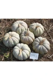 Kestane Kabağı Tohumu 5 Adet thumbnail 4