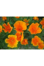 Acem Lalesi  Çiçek Tohumu thumbnail 4