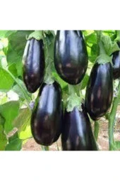 Patlıcan Tohumu 30 Adet thumbnail 2