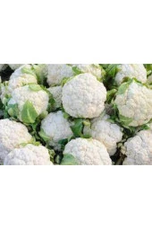 Karnabahar Tohumu 25 Adet thumbnail 2