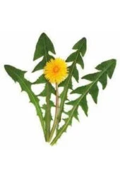 Hindiba Tohumu 20 Adet thumbnail 1