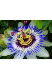 10 Adet Çarkıfelek Çiçeği Tohumu Passiflora Çiçeği Tohumu Çiçek Tohumu Saksı Toprak Süpriz Hediyeli thumbnail 2