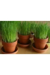 500 Adet Buğday Çimi Tohumu thumbnail 3