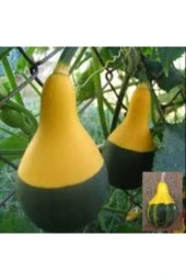 5 Adet Nadir Siyah Sarı Kabak Yeni Tohum Tropikal Süs Kabağı Tohumu Saksı Toprak Hediyemiz thumbnail 2