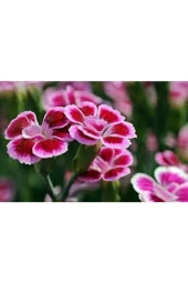 10 Adet Tohum Nadir Çin Karanfili Çiçeği Tohumu Çin Karanfil Çiçek Saksı Toprak Sürpriz Hediyeli thumbnail 3