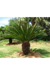 1 Adet Tohum Nadir Bulunan Skas Palmiye Ağacı Tohumu Sikas Ağacı Tohumu Cycas Japon Palmiye Ağacı thumbnail 1