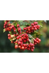 10 Adet Alıç Tohumu Yabani Dağ Alıçı Her Derde Deva Tamamen Doğal Alıç Tohumu Sürpriz Hediye Tohum thumbnail 3