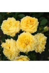 5 Adet Tohum Nadir Sarı Gül Tohumu Sarı Bahçe Gülü Organik Saksı Toprak Hediyemiz thumbnail 2