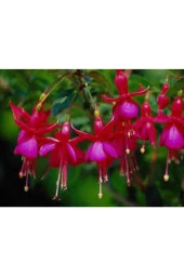 10 Adet Tohum Nadir Kırmızı Küpeli Çiçeği Tohumu Yer Küpeli Çiçek Saksı Toprak Sürpriz Hediyli thumbnail 3