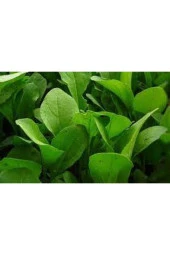 100 Adet Yerli Roka Saksı Toprak Ata Sürpriz Hediye Tohum thumbnail 4