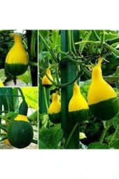 5 Adet Nadir Siyah Sarı Kabak Yeni Tohum Tropikal Süs Kabağı Tohumu Saksı Toprak Hediyemiz thumbnail 3