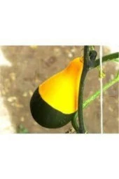 5 Adet Nadir Siyah Sarı Kabak Yeni Tohum Tropikal Süs Kabağı Tohumu Saksı Toprak Hediyemiz thumbnail 4