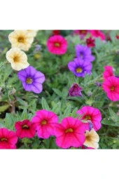 10 Adet Yıldız Çiçeği Tohumu Karışık Dahlia Yıldız Çiçek Tohumu Sürpriz Hediye Tohumludur thumbnail 3