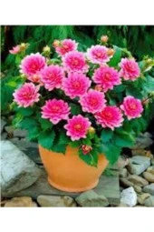 10 Adet Yıldız Çiçeği Tohumu Karışık Dahlia Yıldız Çiçek Tohumu Sürpriz Hediye Tohumludur thumbnail 4