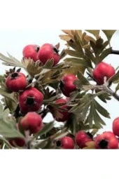 10 Adet Alıç Tohumu Yabani Dağ Alıçı Her Derde Deva Tamamen Doğal Alıç Tohumu Sürpriz Hediye Tohum thumbnail 1