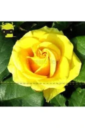 5 Adet Tohum Nadir Sarı Gül Tohumu Sarı Bahçe Gülü Organik Saksı Toprak Hediyemiz thumbnail 1