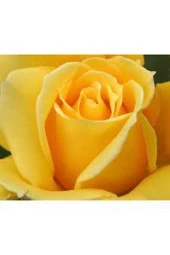 5 Adet Tohum Nadir Sarı Gül Tohumu Sarı Bahçe Gülü Organik Saksı Toprak Hediyemiz thumbnail 3