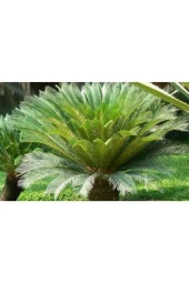 3 Adet Tohum Nadir Bulunan Skas Palmiye Ağacı Tohumu Sikas Ağacı Tohumu Cycas Japon Palmiye Ağacı thumbnail 4