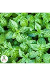 25 Adet Tohum Yeşil Yapraklı Mis Kokulu Fesleğen Çiçeği Tohumu Fesleğen Çiçeği Saksı Topraklı Hediye thumbnail 2