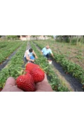 10 Adet Tohum Orjinal Organik Çilek Tohumu Doğal Çilek Tohumu Saksı Toprak Hediyeli Sürpriz Hediye thumbnail 3