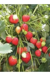 30 Adet Tohum Orjinal Organik Çilek Tohumu Doğal Çilek Tohumu Saksı Toprak Hediyeli Sürpriz Hediye thumbnail 3