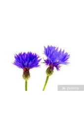 5 Adet Tohum Nadir Bulunan Mavi Kantoron Otu Çiçeği thumbnail 2