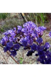 5 Adet Tohum Nadir Bulunan Deniz Lavantası Çiçeği Tohumu Lavanta Çiçeği Tohumu Saksı Toprak Hediye thumbnail 2