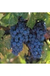 20 Adet Tohum Siyah Üzüm Black Magic Asma Ağacı Tohumu Sürpriz Hediye Bonsai Ağacı Tohumu thumbnail 3