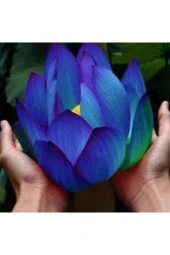 10 Adet Tohum Nadir Bulunan Mavi Lotus Çiçeği Tohumu Lotus Su Çiçeği Tohumu Nilüfer Çiçeği Tohumu thumbnail 1