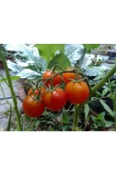 10 Adet Erkenci Salkım Domates Saksı Toprak Tohum thumbnail 3