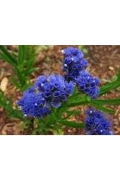 5 Adet Tohum Nadir Bulunan Deniz Lavantası Çiçeği Tohumu Lavanta Çiçeği Tohumu Saksı Toprak Hediye thumbnail 4