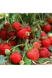 10 Adet Tohum Orjinal Organik Çilek Tohumu Doğal Çilek Tohumu Saksı Toprak Hediyeli Sürpriz Hediye thumbnail 1