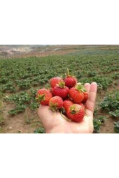 10 Adet Tohum Orjinal Organik Çilek Tohumu Doğal Çilek Tohumu Saksı Toprak Hediyeli Sürpriz Hediye thumbnail 4