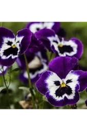 10 Adet Tohum Hercai Çiçek Tohumu Hercai Çiçeği Hediye Saksı Toprak Sürpriz Hediye thumbnail 3