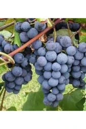 20 Adet Tohum Siyah Üzüm Black Magic Asma Ağacı Tohumu Sürpriz Hediye Bonsai Ağacı Tohumu thumbnail 1