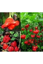 50 Adet Tohum Nadir Gül Biberi Tohumu Kırmızı Gül Biberi Tohumu Gül Biber Tohumu Saksı Topraklı thumbnail 3