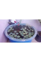 1 Adet Tohum Nadir Bulunan Pembe Lotus Çiçeği Tohumu Lotus Su Çiçeği Tohumu Nilüfer Çiçeği Tohumu thumbnail 3