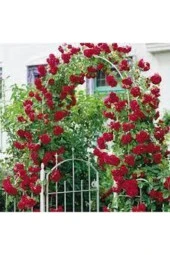 5 adet Tohum Kırmızı Gül Sarmaşık Ev Bahçe Çiçeği Tohumu Sürpriz Hediye Sebze Tohumu Hediyelidir thumbnail 1