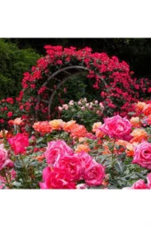 5 adet Tohum Kırmızı Gül Sarmaşık Ev Bahçe Çiçeği Tohumu Sürpriz Hediye Sebze Tohumu Hediyelidir thumbnail 2