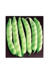 15 Adet Istanbul Boncuk Ayşe Kadın Kılçıksız Fasulye Tohum thumbnail 2