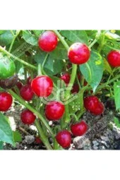 10 Adet Tohum Nadir Buluan Tatlı Burkita Biberi Tohumu Biber Tohumu Süpriz Hediye Sebze Tohumu thumbnail 3