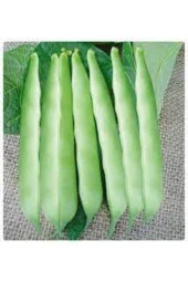 15 Adet Istanbul Boncuk Ayşe Kadın Kılçıksız Fasulye Tohum thumbnail 3