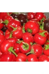 10 Adet Tohum Nadir Buluan Tatlı Burkita Biberi Tohumu Biber Tohumu Süpriz Hediye Sebze Tohumu thumbnail 4