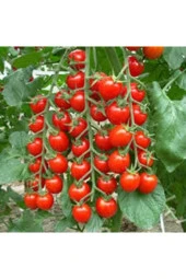 10 Adet Tohum Süper Paket Cherry Çeri Domates Tohumu Saksı Toprak Hediyeli thumbnail 1